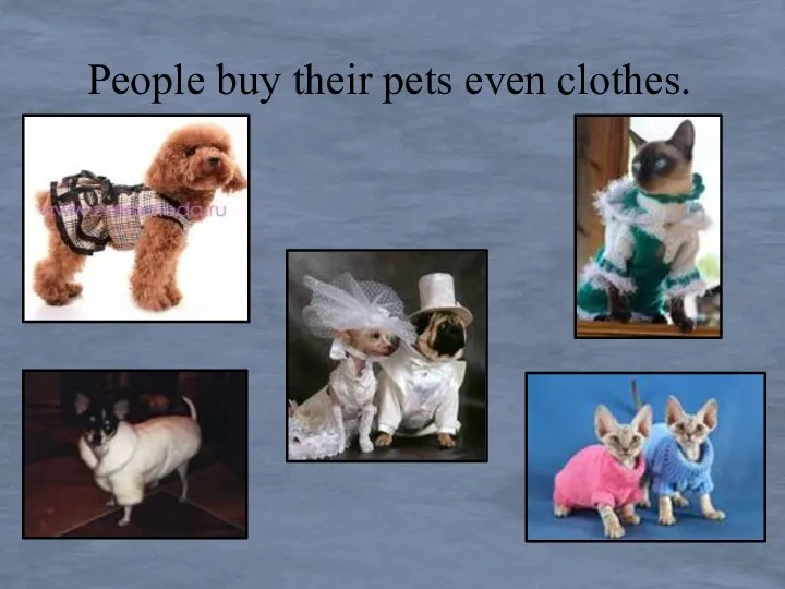 People buy their pets even clothes.