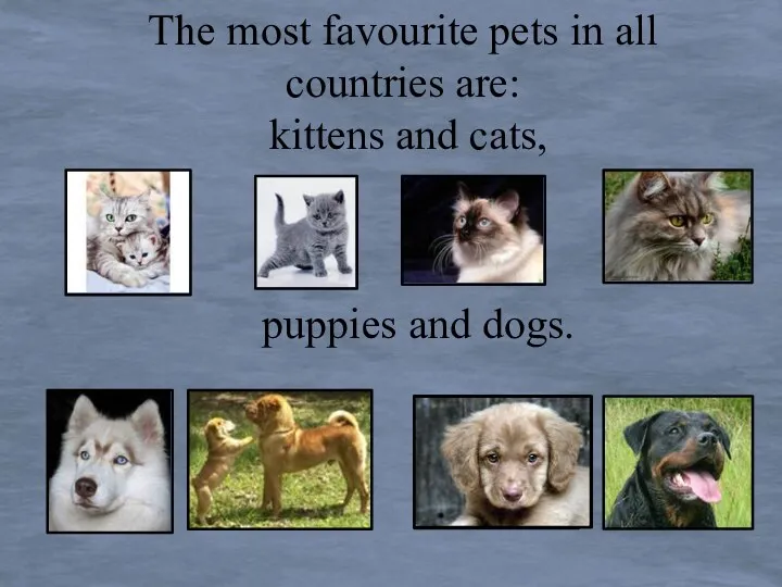 The most favourite pets in all countries are: kittens and cats, puppies and dogs.