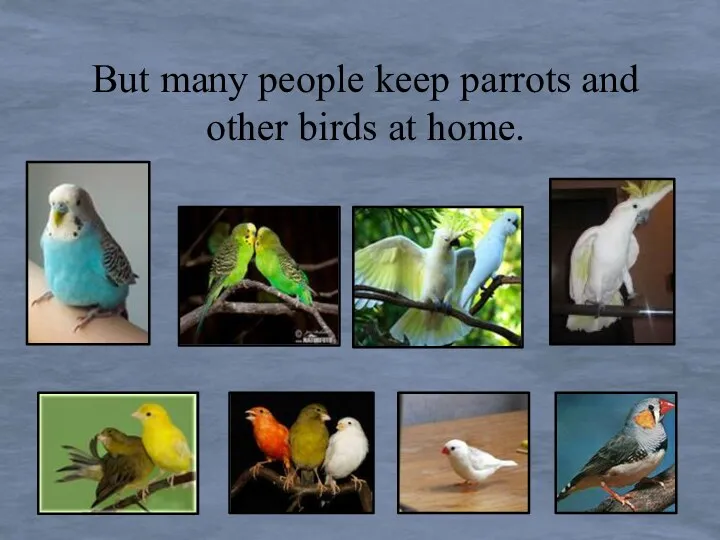 But many people keep parrots and other birds at home.
