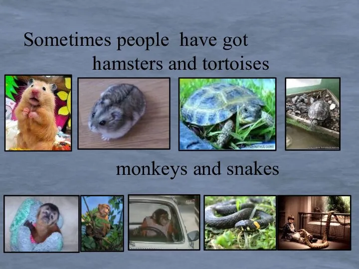 Sometimes people have got hamsters and tortoises monkeys and snakes