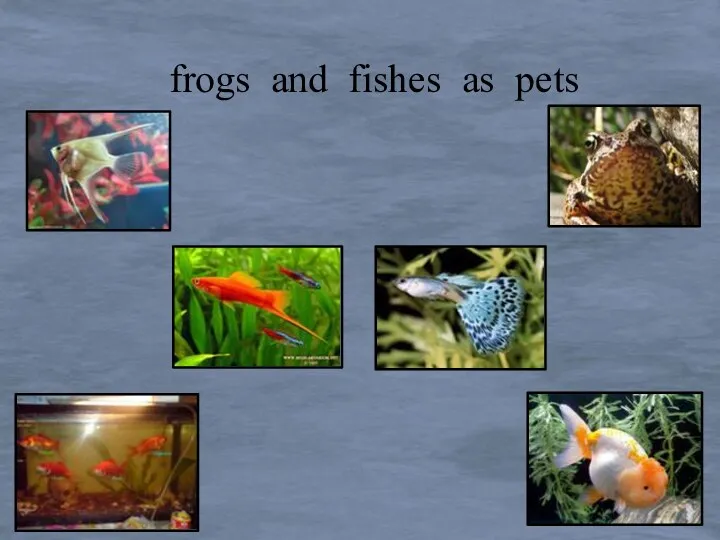 frogs and fishes as pets