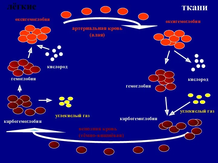 гемоглобин кислород гемоглобин оксигемоглобин оксигемоглобин кислород карбогемоглобин карбогемоглобин углекислый газ углекислый газ артериальная