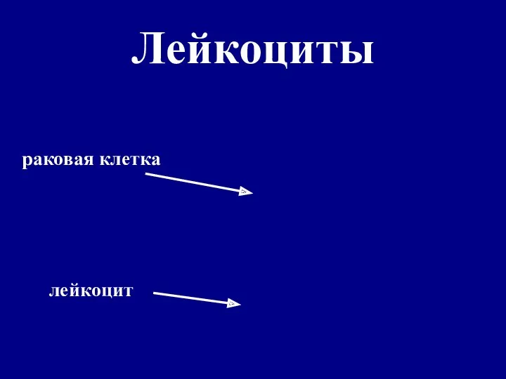 Лейкоциты раковая клетка лейкоцит