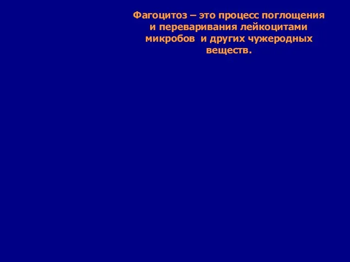 Фагоцитоз – это процесс поглощения и переваривания лейкоцитами микробов и других чужеродных веществ.