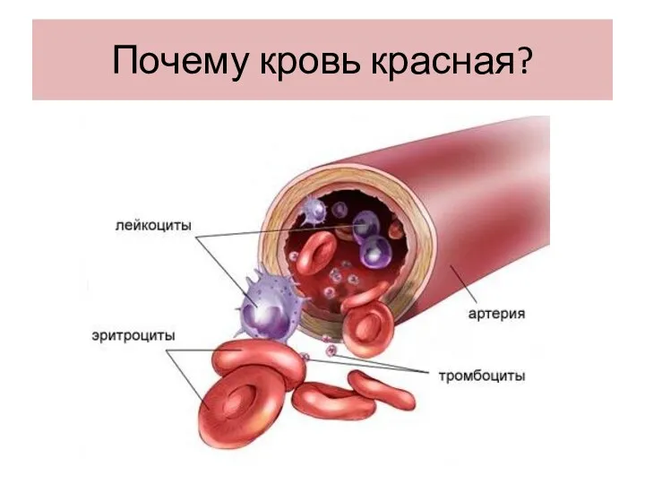 Почему кровь красная?