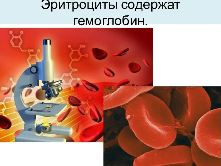 Эритроциты содержат гемоглобин.