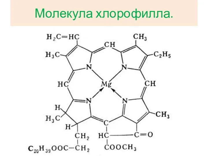 Молекула хлорофилла.