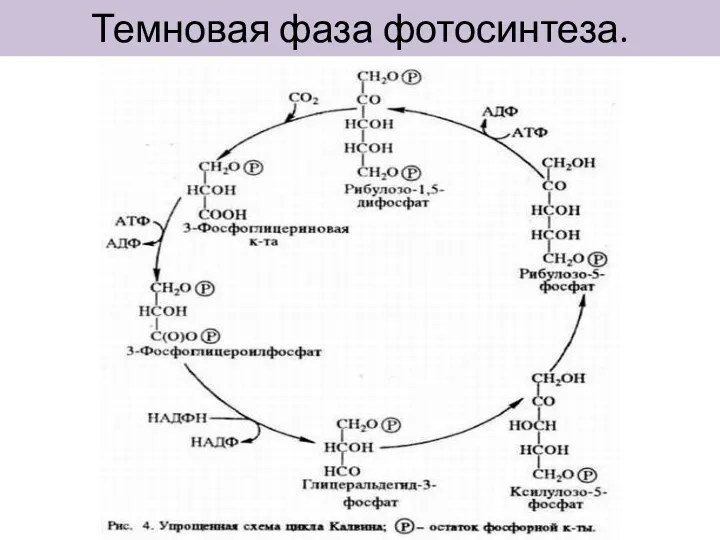 Темновая фаза фотосинтеза.