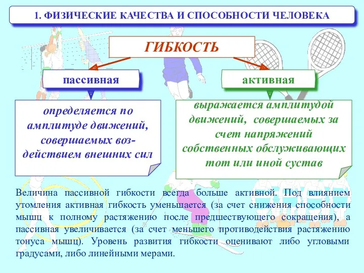 1. ФИЗИЧЕСКИЕ КАЧЕСТВА И СПОСОБНОСТИ ЧЕЛОВЕКА Величина пассивной гибкости всегда