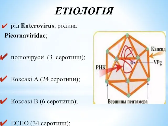 ЕТІОЛОГІЯ рід Enterovirus, родина Picornaviridae; поліовіруси (3 серотипи); Коксакі А