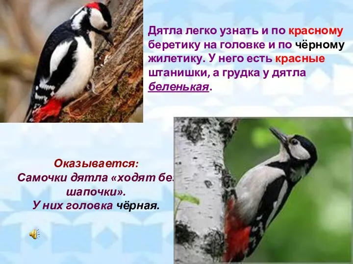 Дятла легко узнать и по красному беретику на головке и по чёрному жилетику.