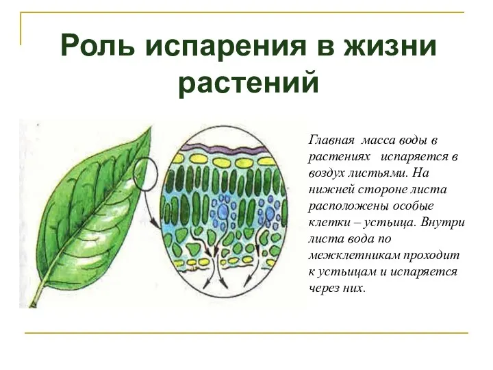 Роль испарения в жизни растений Главная масса воды в растениях