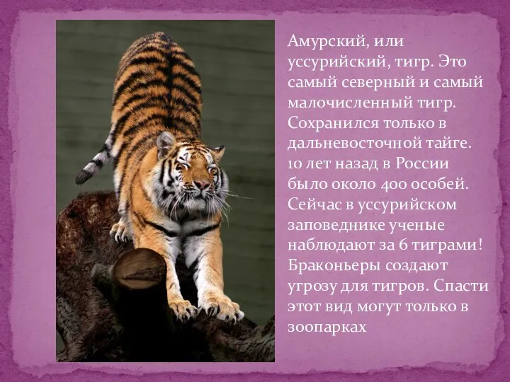 Амурский, или уссурийский, тигр. Это самый северный и самый малочисленный тигр. Сохранился только