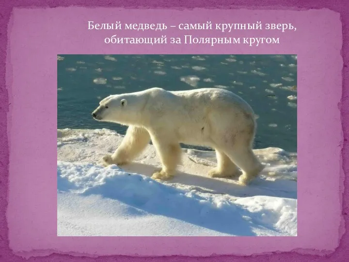 Белый медведь – самый крупный зверь, обитающий за Полярным кругом