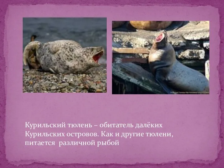 Курильский тюлень – обитатель далёких Курильских островов. Как и другие тюлени, питается различной рыбой
