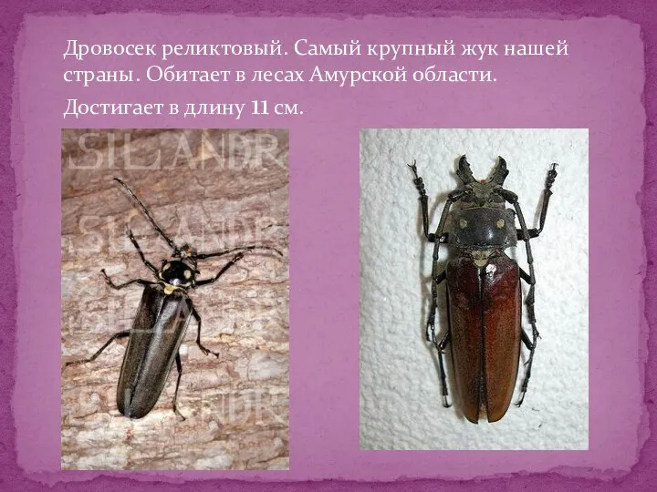Дровосек реликтовый. Самый крупный жук нашей страны. Обитает в лесах Амурской области. Достигает