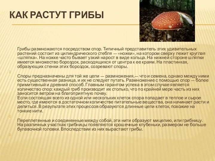 Как растут грибы Грибы размножаются посредством спор. Типичный представитель этих