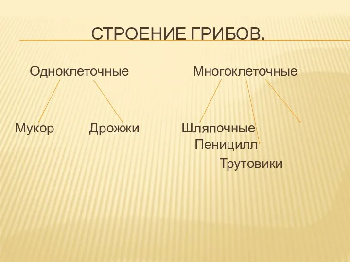 Строение Грибов. Одноклеточные Мукор Дрожжи Многоклеточные Шляпочные Пеницилл Трутовики