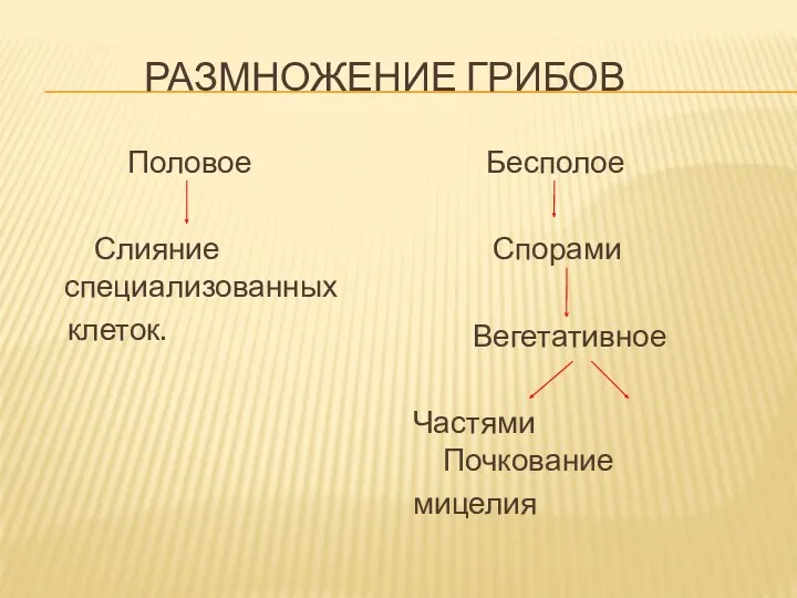 Размножение Грибов Половое Слияние специализованных клеток. Бесполое Спорами Вегетативное Частями Почкование мицелия