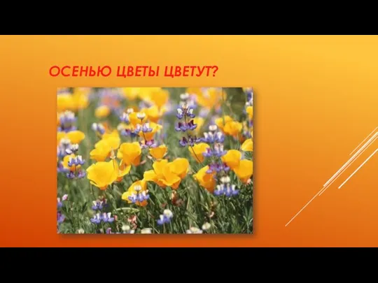 Осенью цветы цветут?