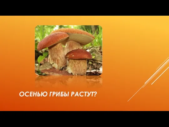 Осенью грибы растут?