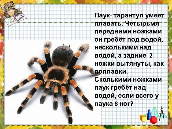 Паук- тарантул умеет плавать. Четырьмя передними ножками он гребёт под