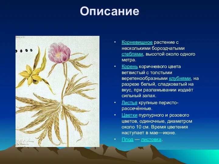 Описание Корневищное растение с несколькими бороздчатыми стеблями, высотой около одного