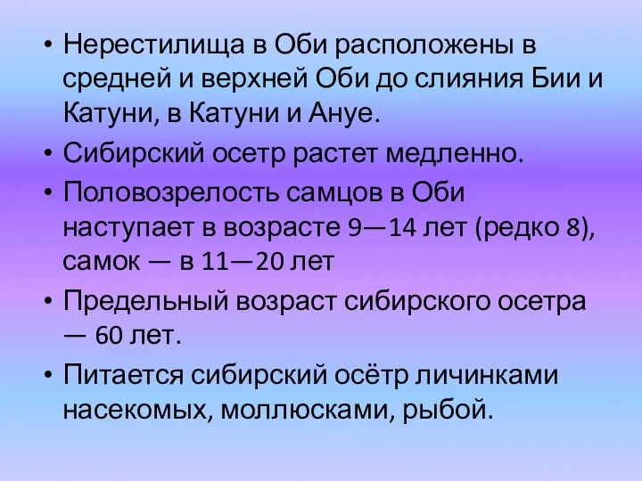 Нерестилища в Оби расположены в средней и верхней Оби до