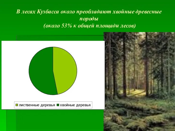 В лесах Кузбасса около преобладают хвойные древесные породы (около 53% к общей площади лесов)