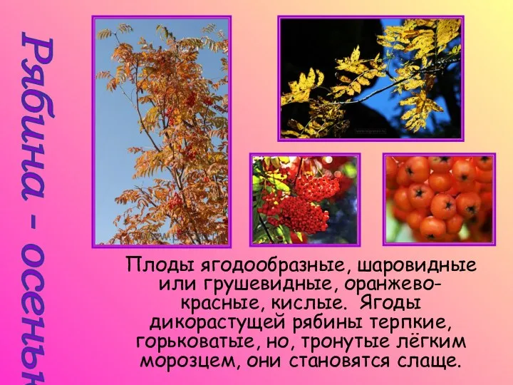 Рябина - осенью Плоды ягодообразные, шаровидные или грушевидные, оранжево-красные, кислые.