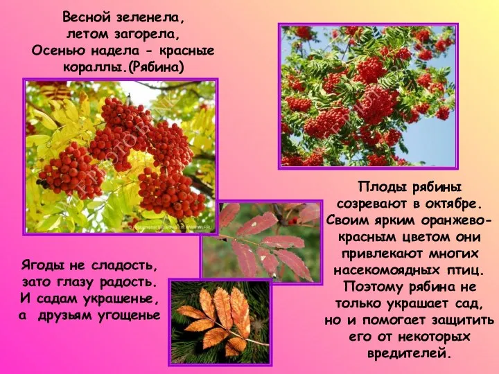 Весной зеленела, летом загорела, Осенью надела - красные кораллы.(Рябина) Плоды