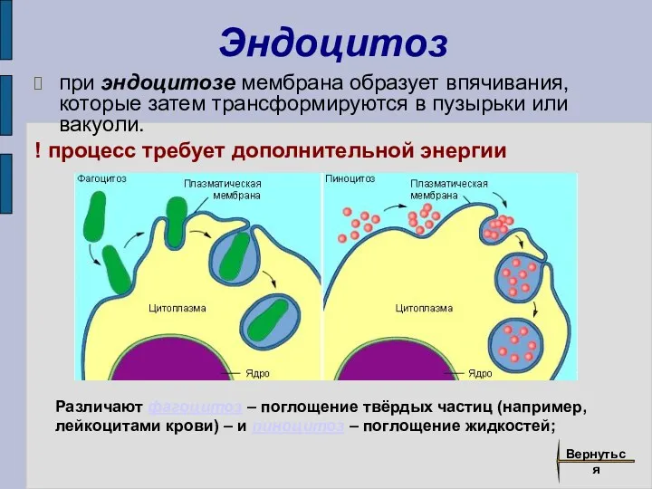 Эндоцитоз при эндоцитозе мембрана образует впячивания, которые затем трансформируются в пузырьки или вакуоли.