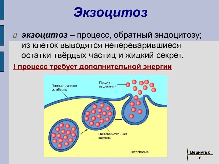 Экзоцитоз экзоцитоз – процесс, обратный эндоцитозу; из клеток выводятся непереварившиеся остатки твёрдых частиц