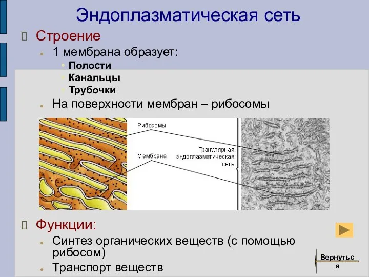 Эндоплазматическая сеть Строение 1 мембрана образует: Полости Канальцы Трубочки На