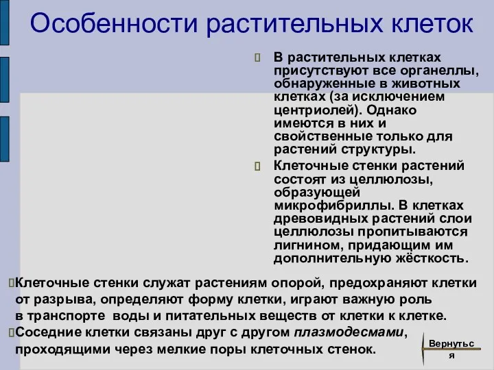 Особенности растительных клеток В растительных клетках присутствуют все органеллы, обнаруженные в животных клетках