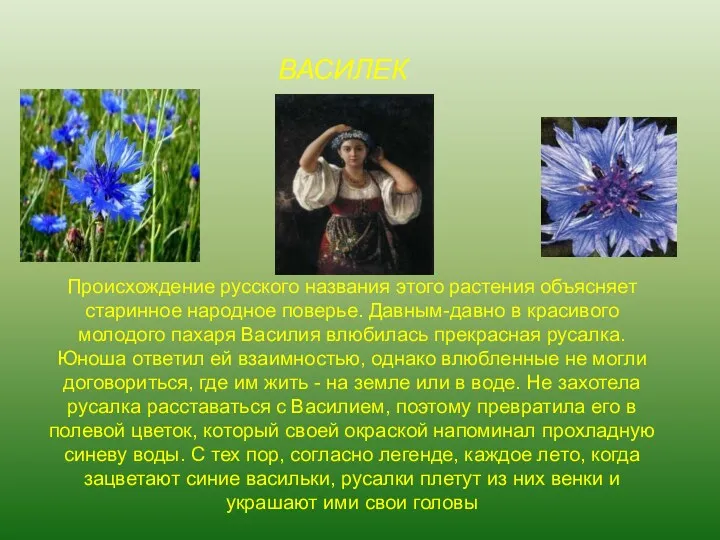 Происхождение русского названия этого растения объясняет старинное народное поверье. Давным-давно