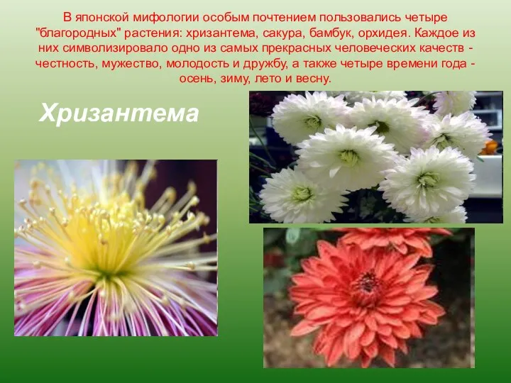 В японской мифологии особым почтением пользовались четыре "благородных" растения: хризантема,
