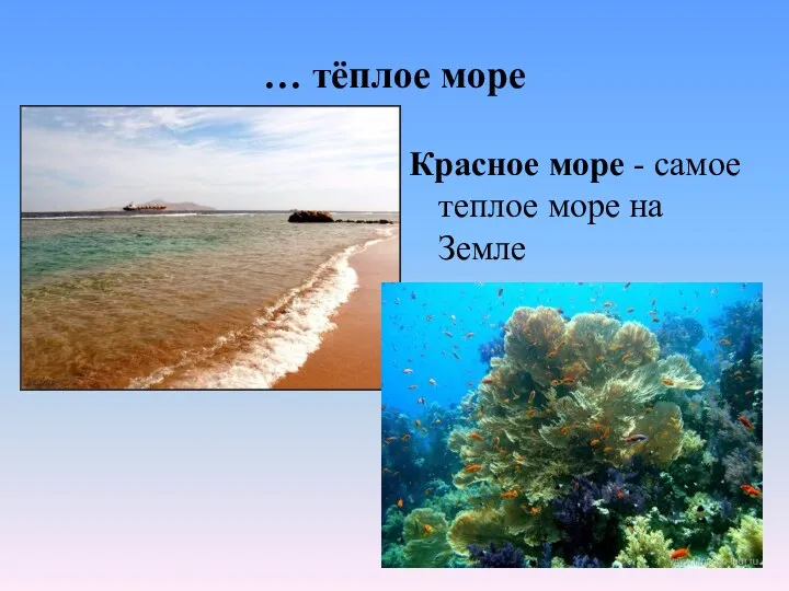 … тёплое море Красное море - самое теплое море на Земле