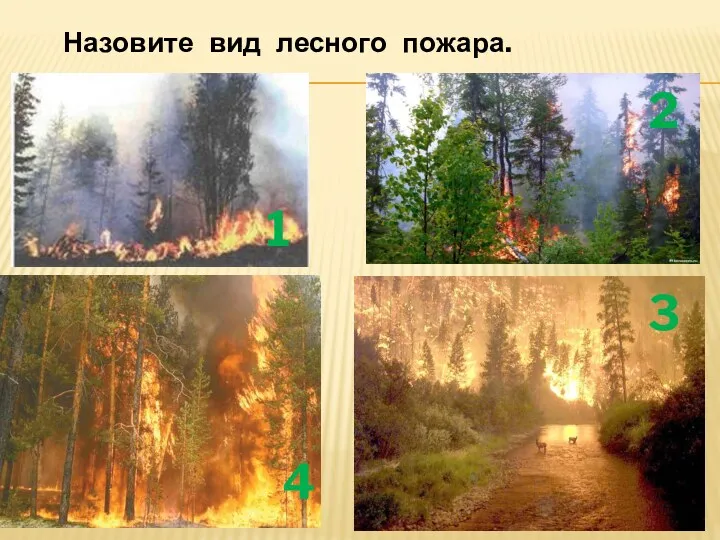 Назовите вид лесного пожара. 1 4 2 3