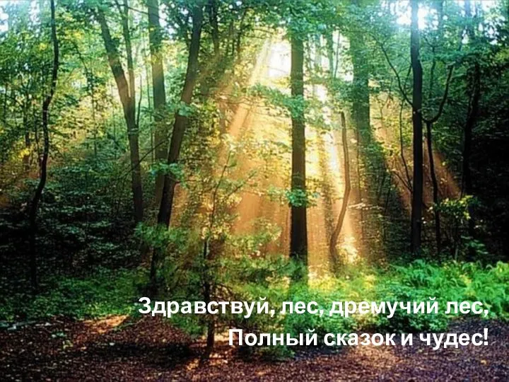 Здравствуй, лес, дремучий лес, Полный сказок и чудес! Здравствуй, лес, дремучий лес, Полный сказок и чудес!
