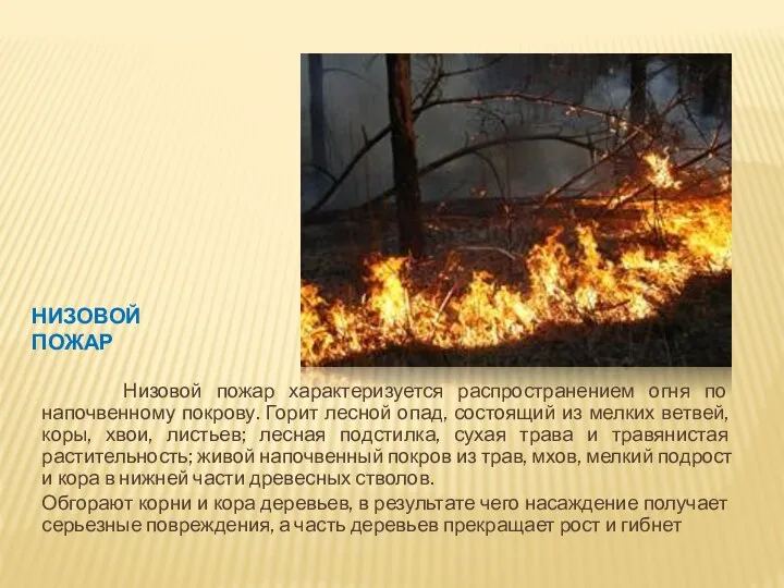 Низовой пожар Низовой пожар характеризуется распространением огня по напочвенному покрову. Горит лесной опад,