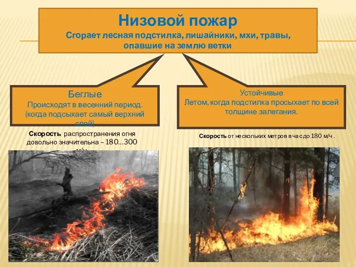 Низовой пожар Сгорает лесная подстилка, лишайники, мхи, травы, опавшие на землю ветки Скорость