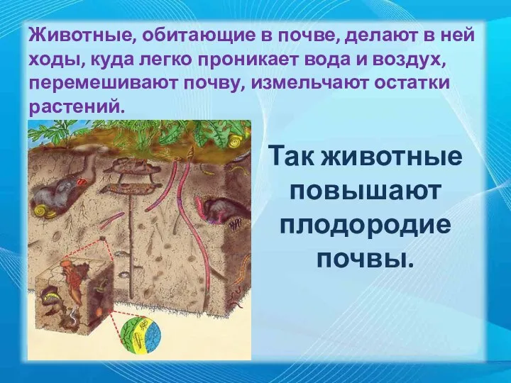 Животные, обитающие в почве, делают в ней ходы, куда легко проникает вода и