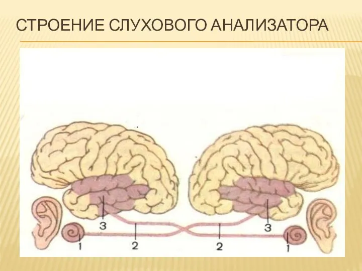 Строение слухового анализатора