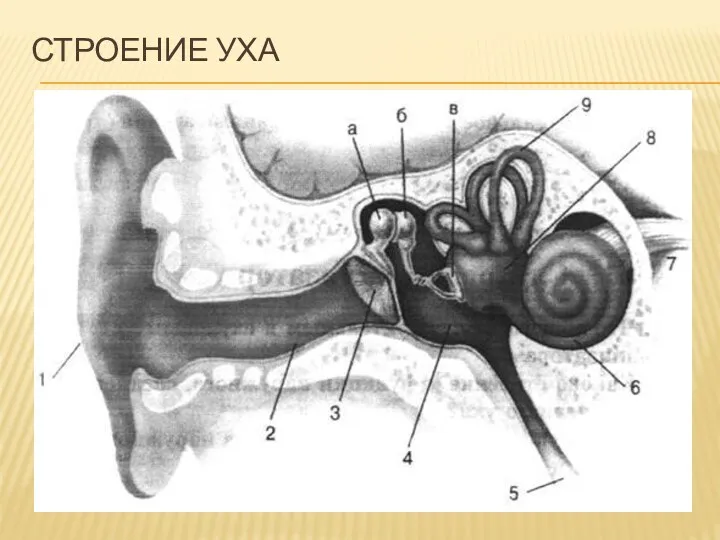 Строение уха