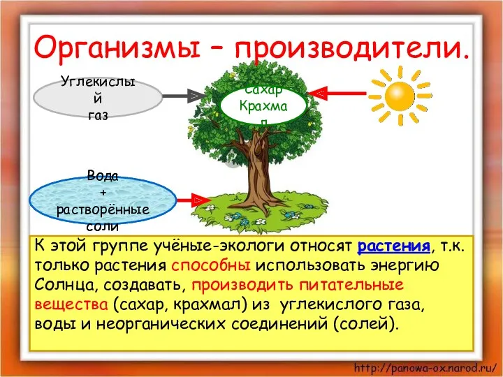 Организмы – производители. К этой группе учёные-экологи относят растения, т.к.