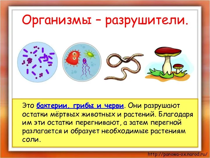 Организмы – разрушители. Это бактерии, грибы и черви. Они разрушают