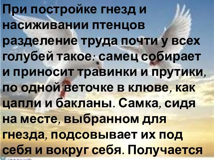 При постройке гнезд и насиживании птенцов разделение труда почти у