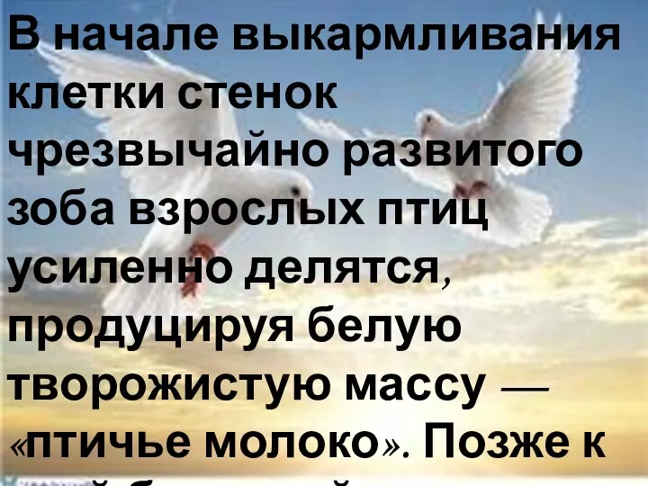 В начале выкармливания клетки стенок чрезвычайно развитого зоба взрослых птиц