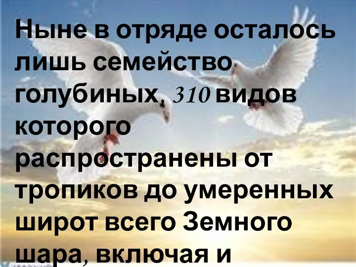 Ныне в отряде осталось лишь семейство голубиных, 310 видов которого